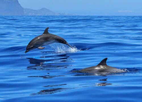 nager avec les dauphins